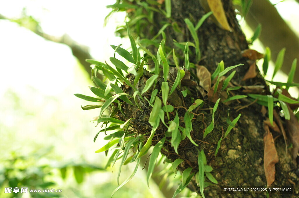 附生绿植特写