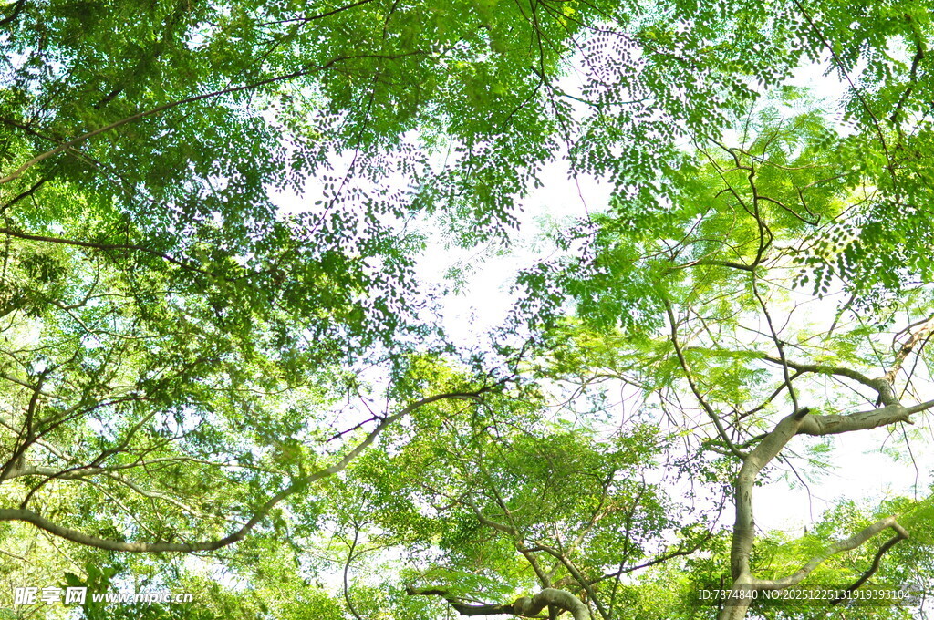 繁茂绿树间的斑驳光影