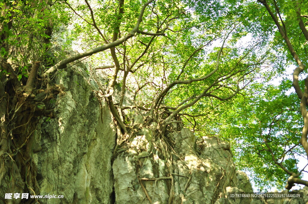 崖壁旁繁茂绿意的树木