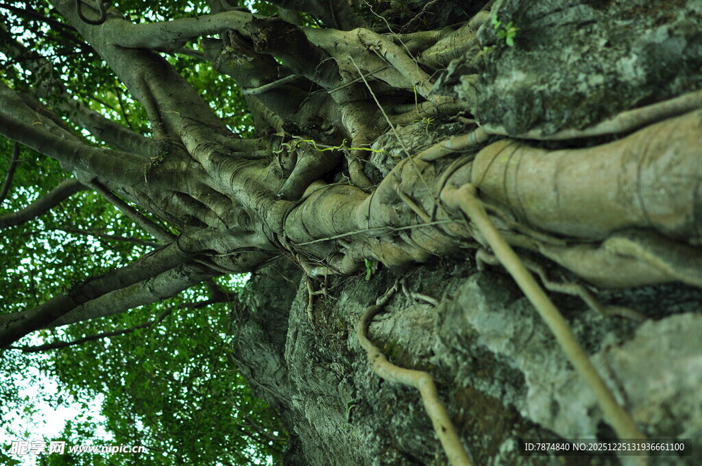 盘根错节的古老树根