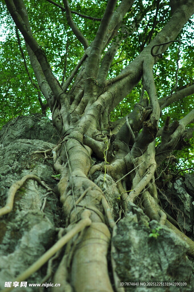 树根缠绕岩石的自然奇观