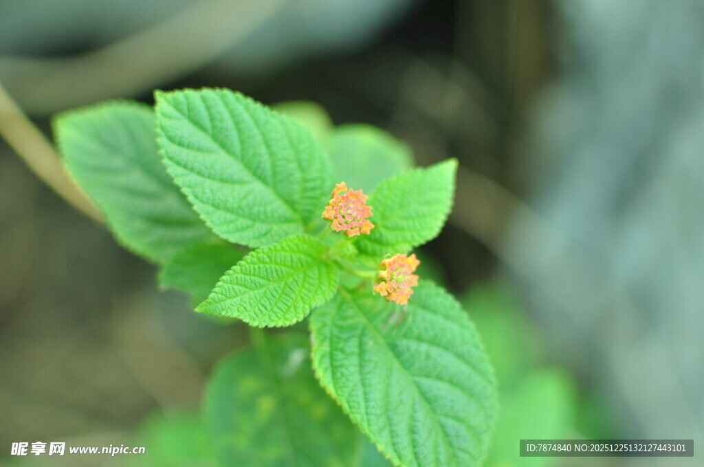 绿叶上的橙色小花