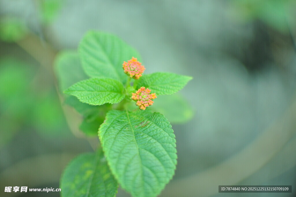绿叶间的橙色小花