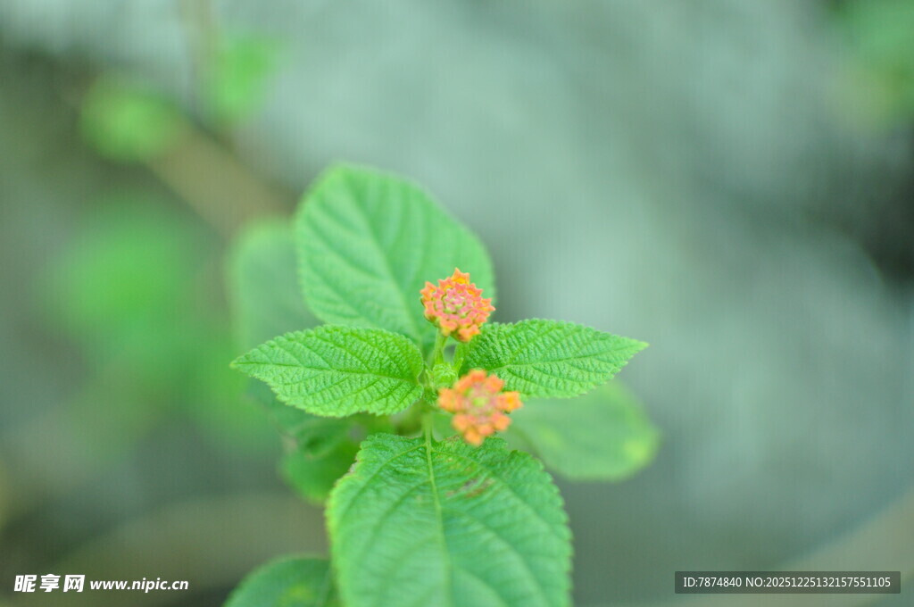 绿叶上的橙色小花