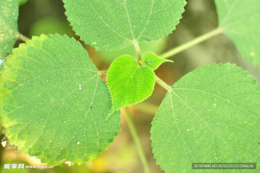 嫩绿叶片特写