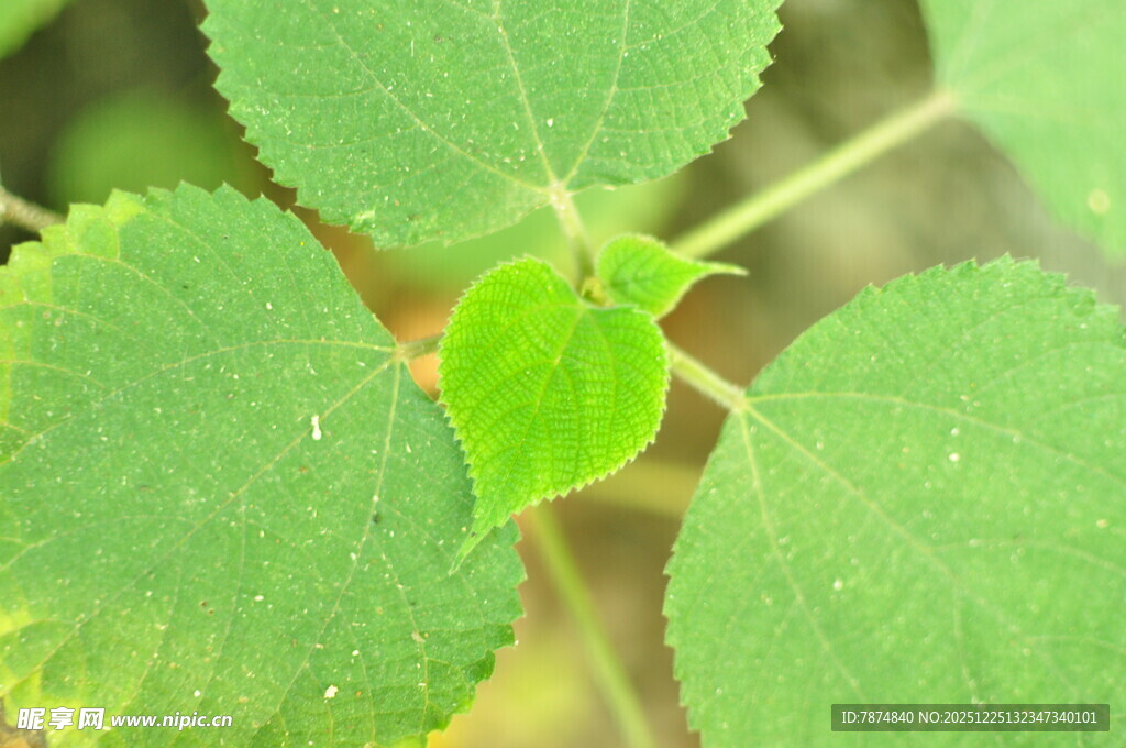 嫩绿三叶植物特写