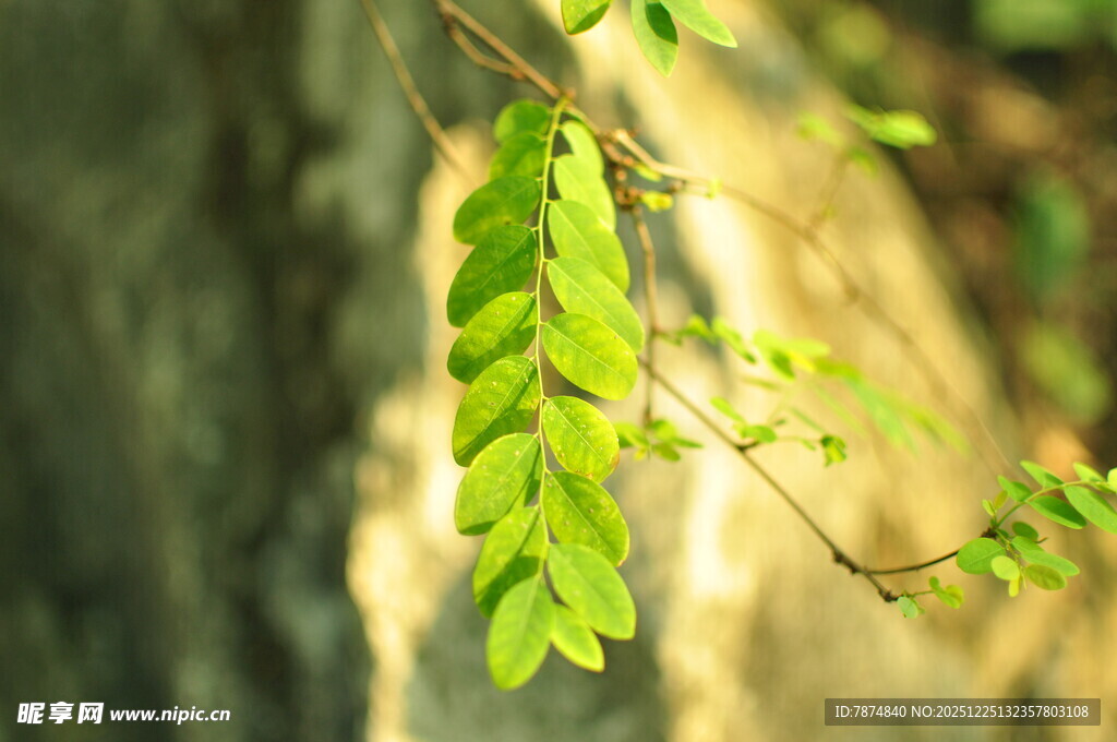 阳光下的嫩绿叶片