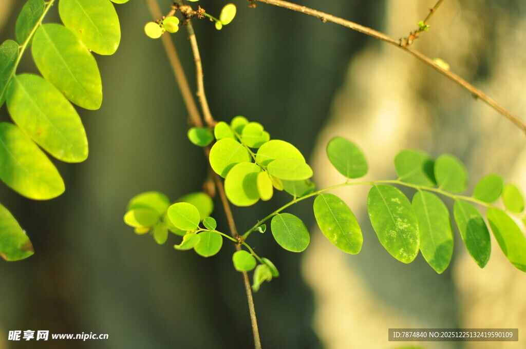 嫩绿枝叶特写