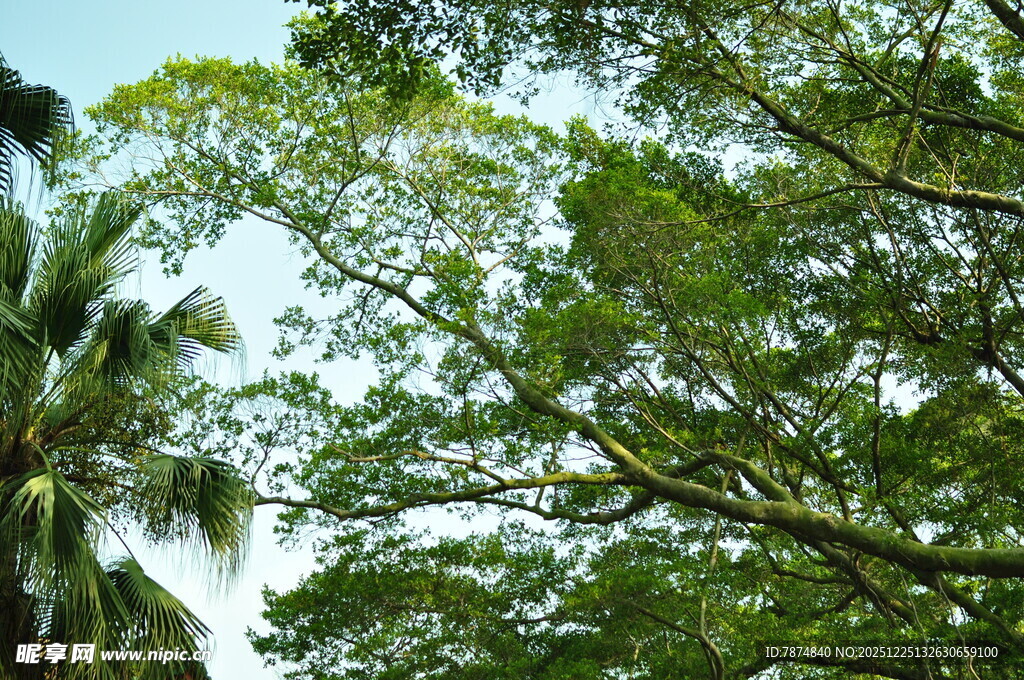 繁茂绿树展现盎然生机