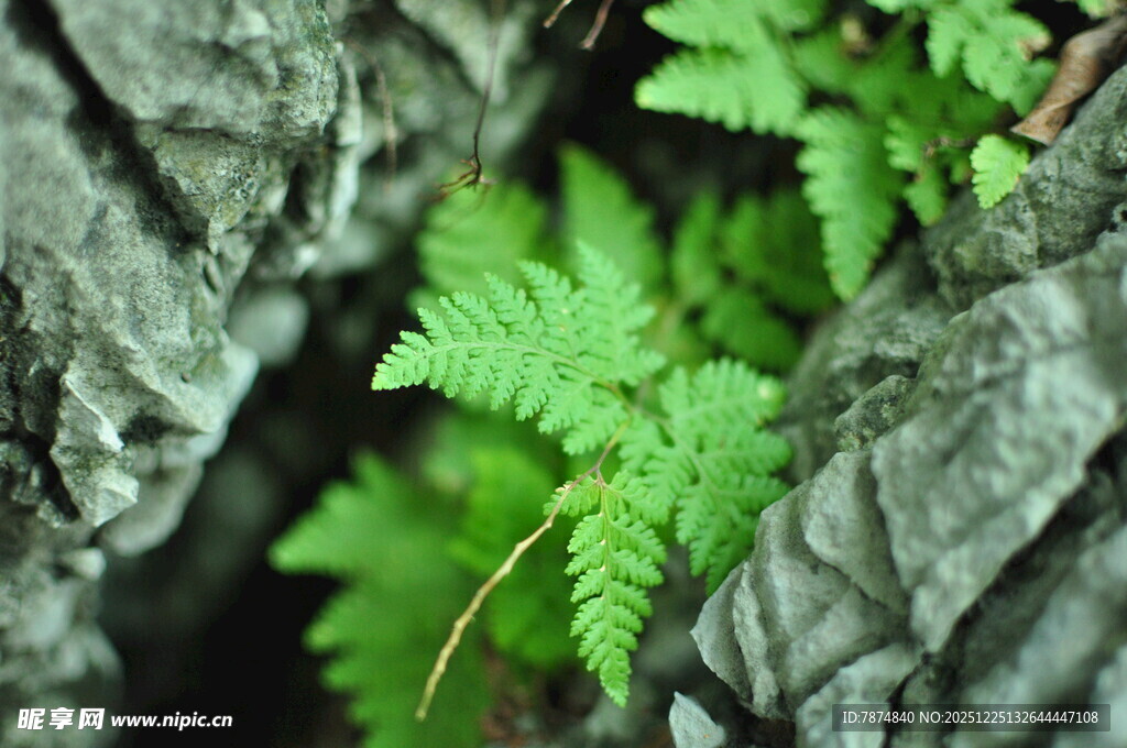 岩石缝隙中的嫩绿蕨类