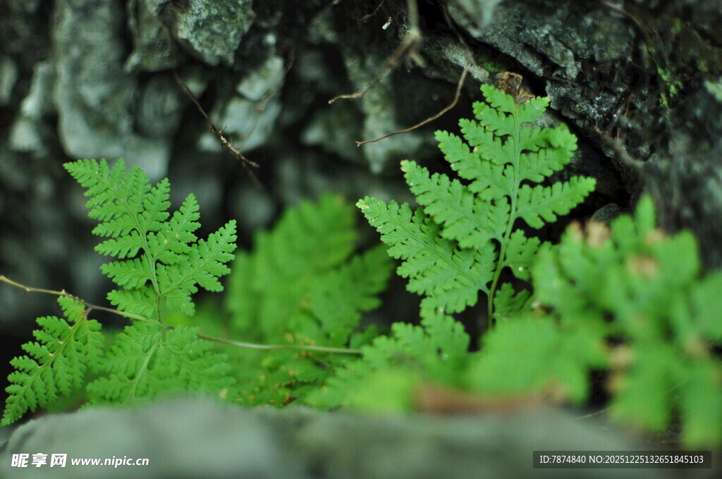 翠绿蕨类植物生机盎然