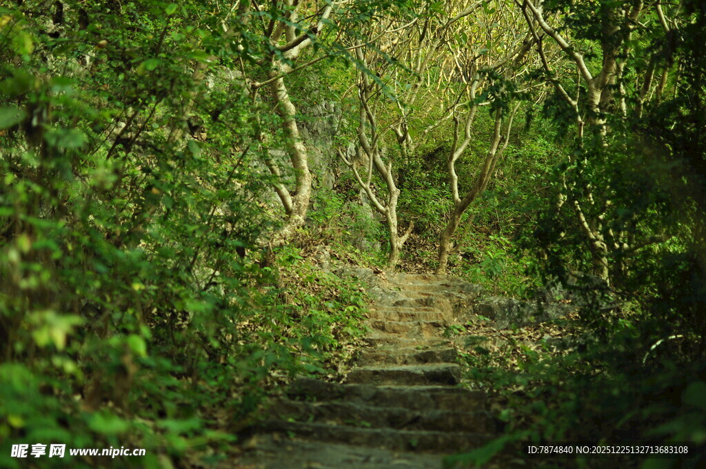 林间幽径 绿意盎然