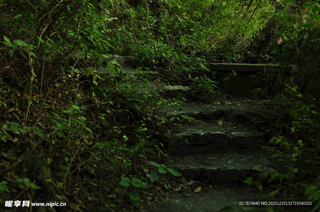 幽径石阶 绿意环绕