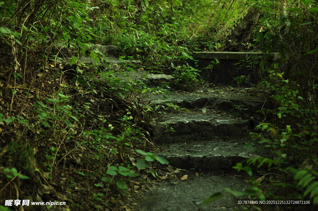 林间石阶 绿意盎然的小径