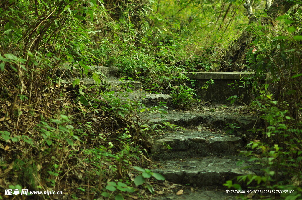 林间石阶 绿意盎然的小径