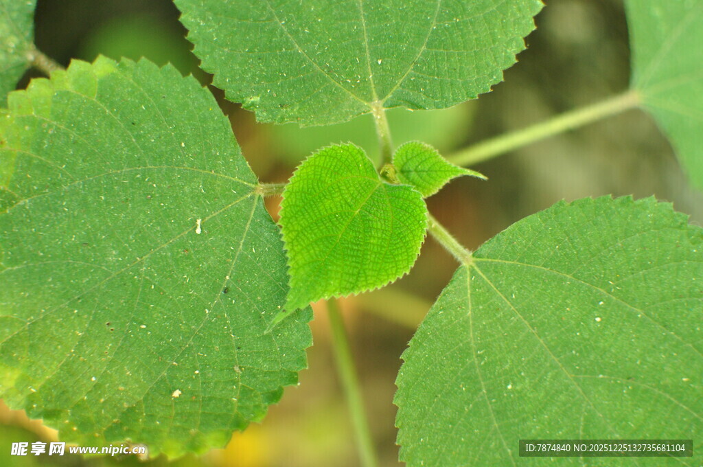 嫩绿叶片特写