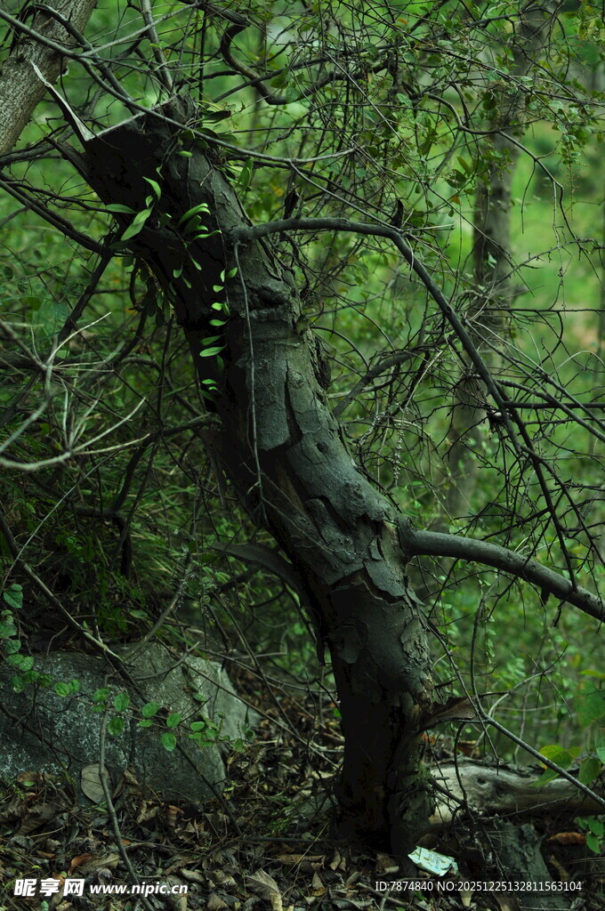 扭曲树干 隐于繁茂绿植间