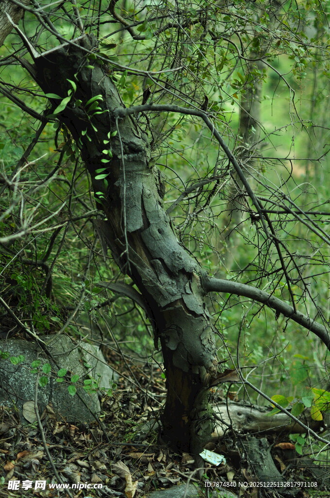 弯曲树干的森林景象