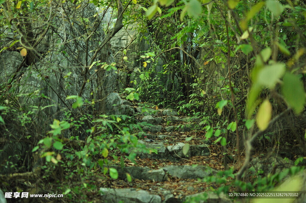 林间幽径 绿意盎然的小道