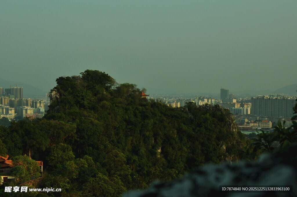 城市边缘的葱郁树林