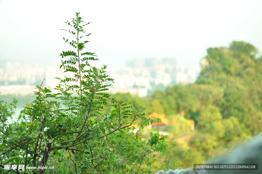 绿叶枝头 远眺城市绿意