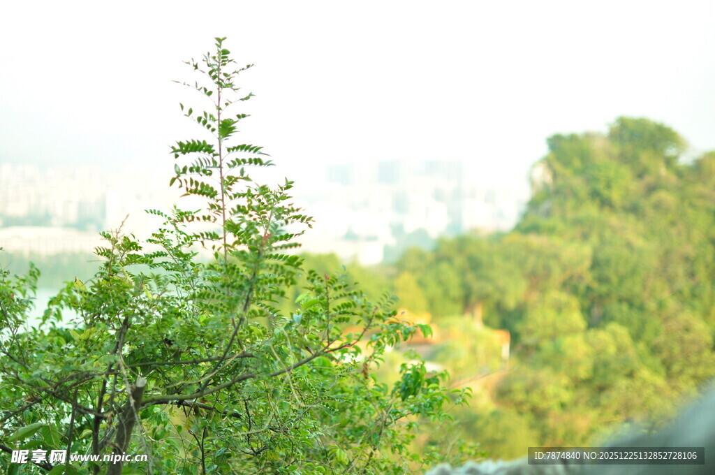 绿意盎然的自然植物景观