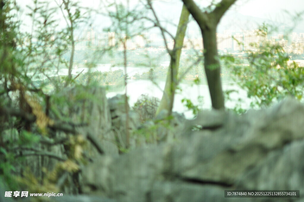 林间岩石与繁茂树木景象