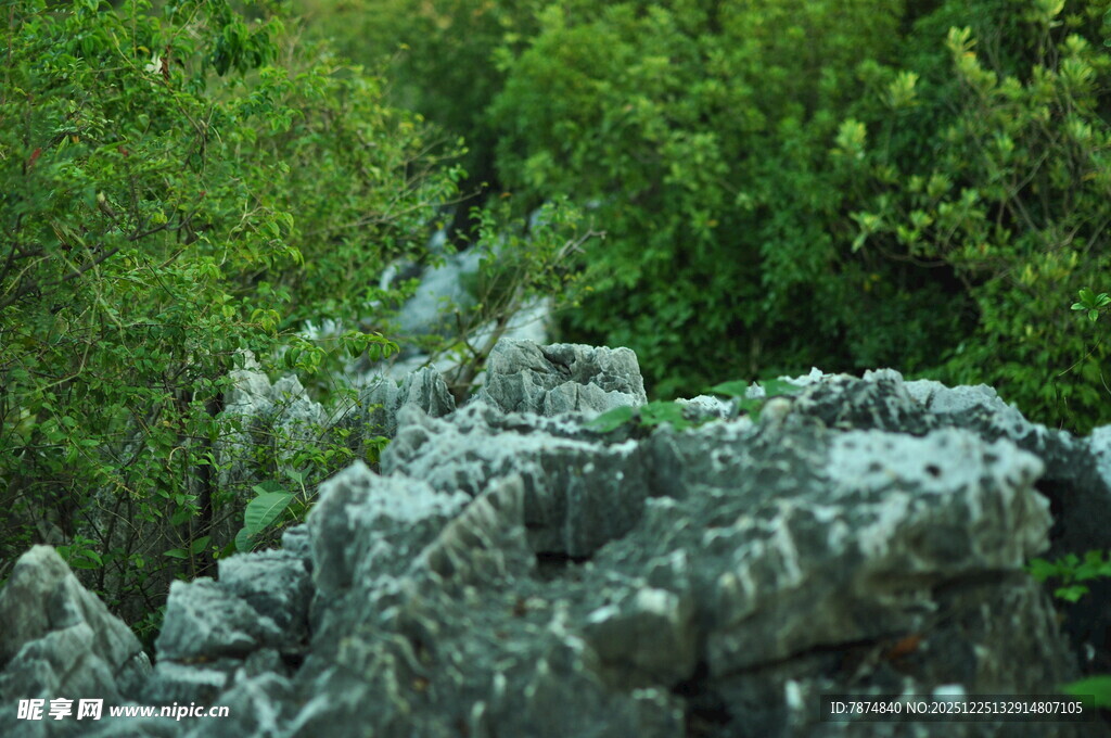 嶙峋怪石旁的葱郁绿植