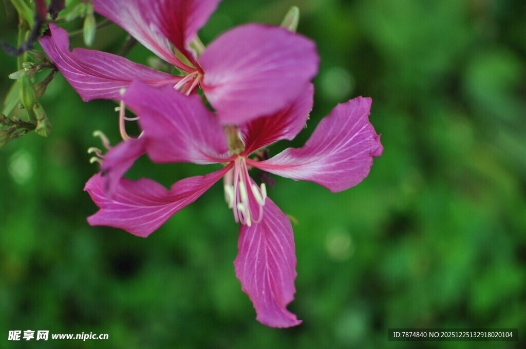娇艳粉色花卉特写