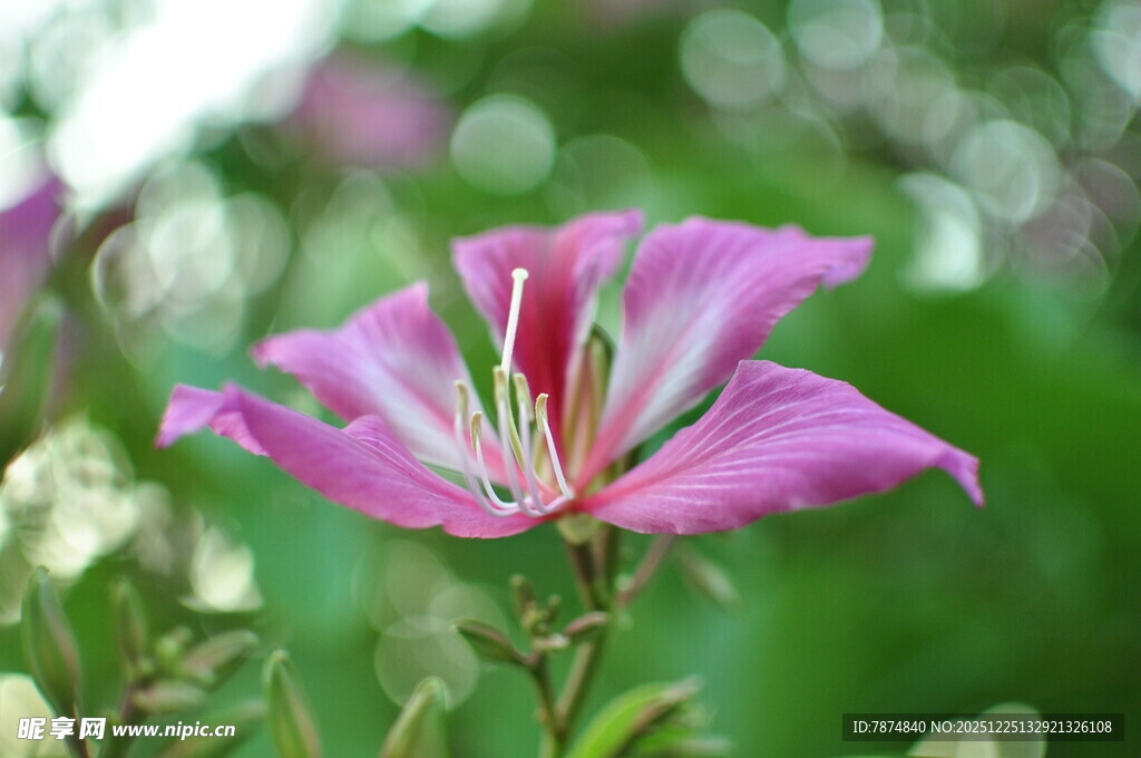 娇艳粉色花朵特写