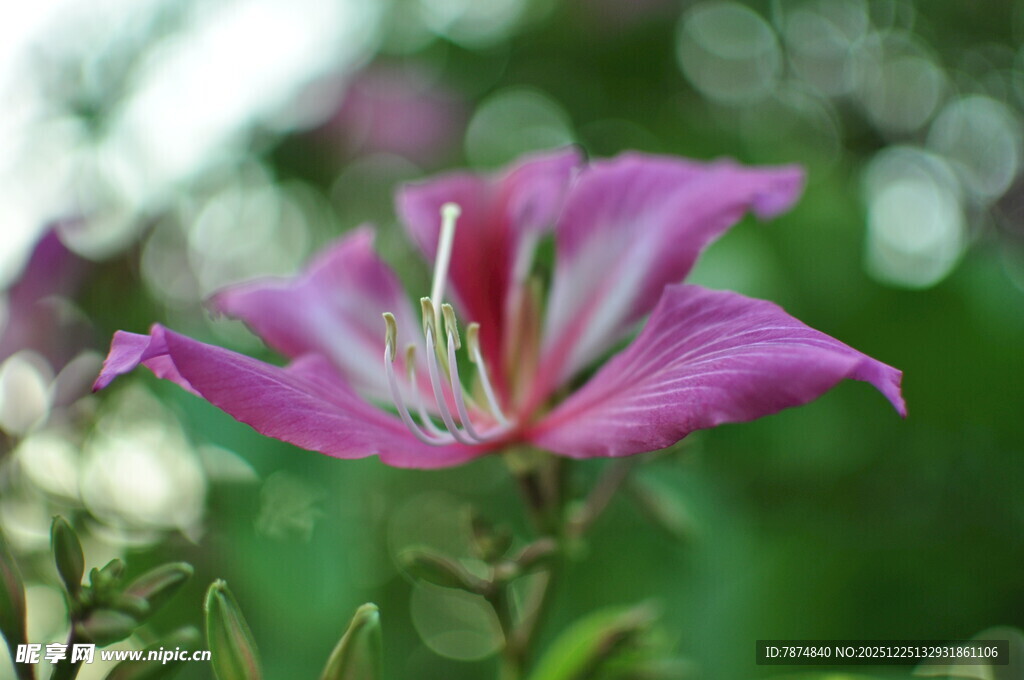 娇艳绽放的粉色花朵