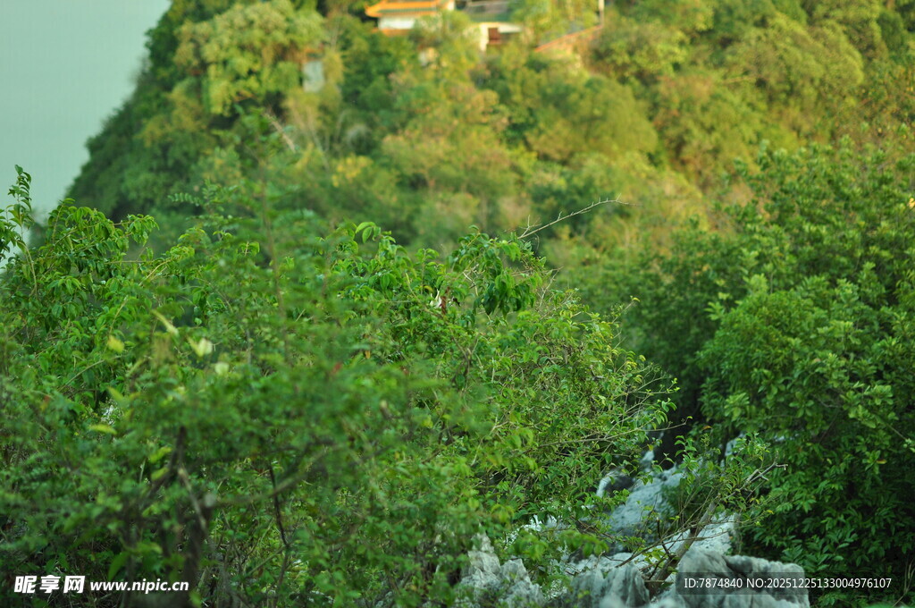 绿意盎然的山丘景观