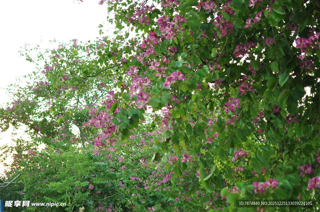 繁花满枝的绿色植物