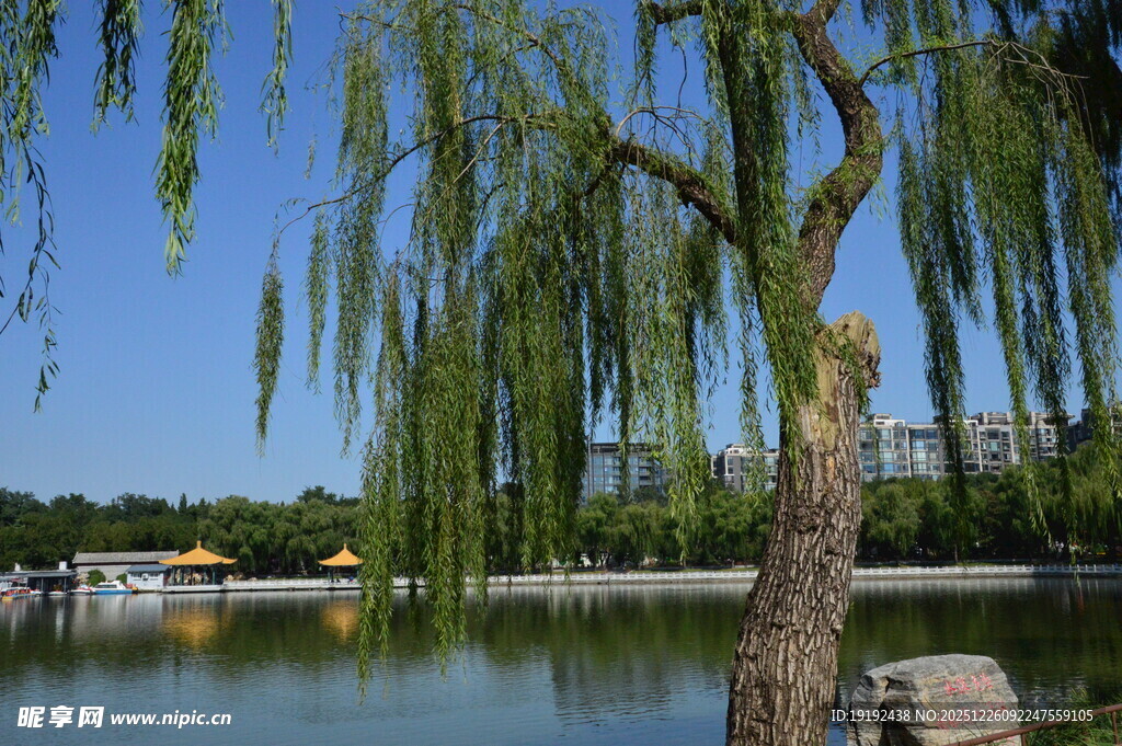 公园风景 