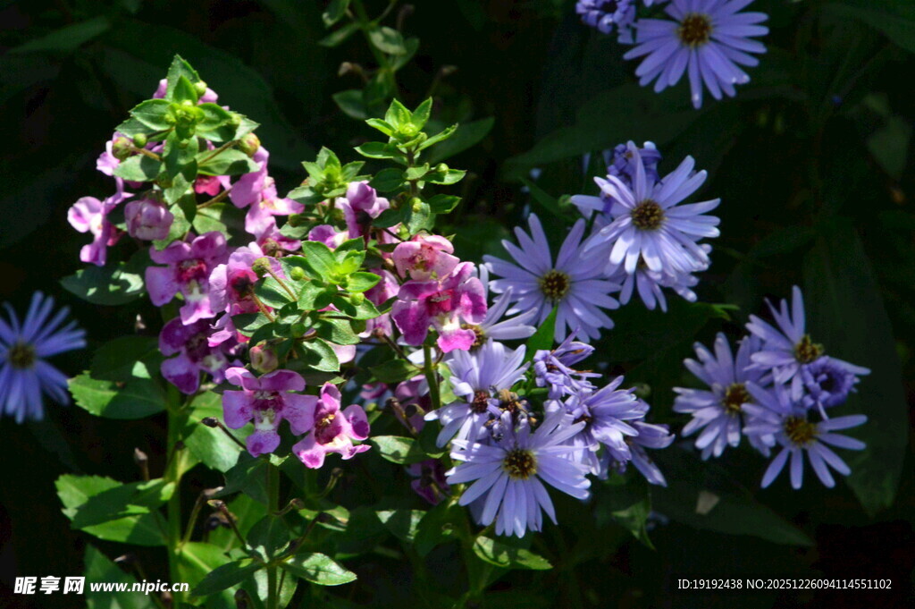 天使花 