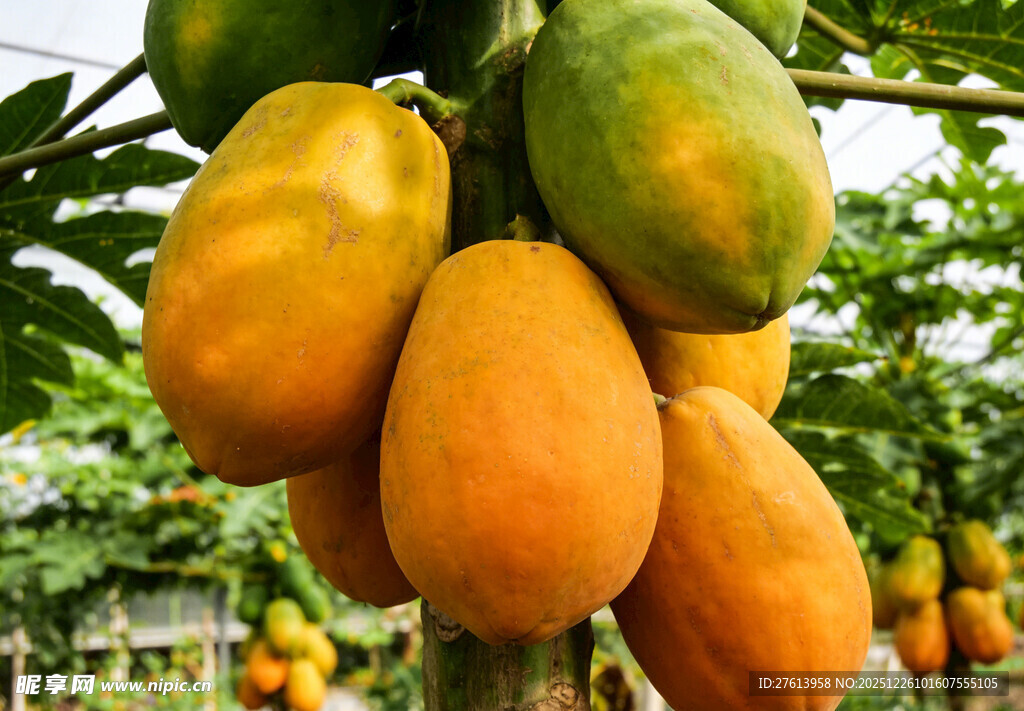 树上成熟的金黄木瓜