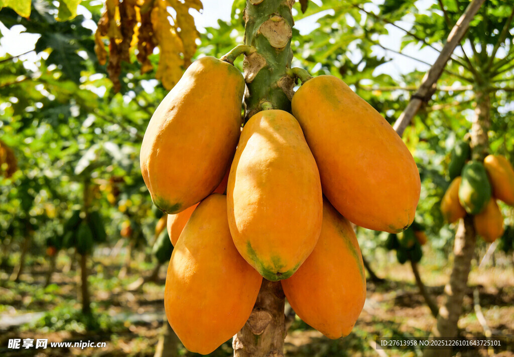 树上的金黄木瓜