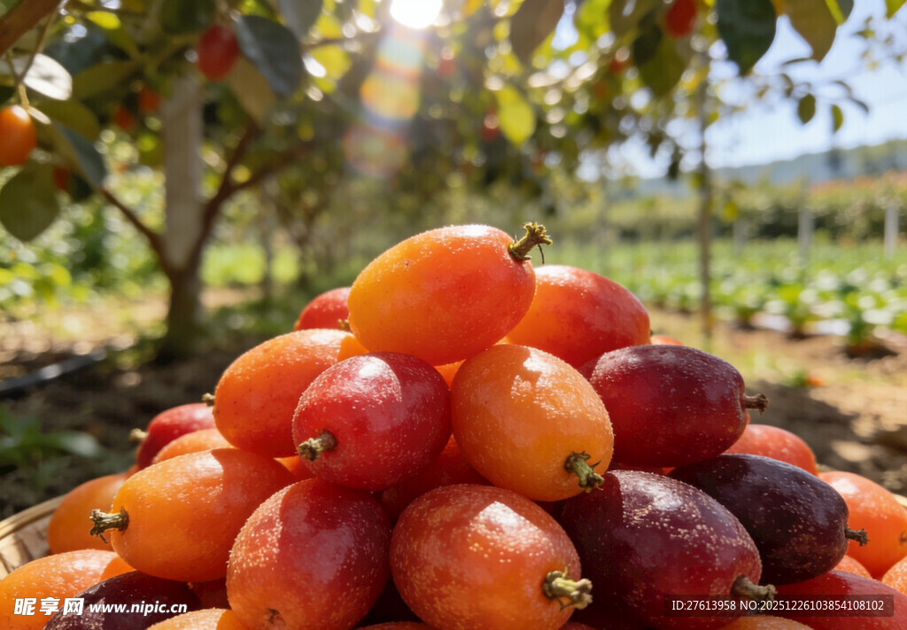 果园里的羊奶果