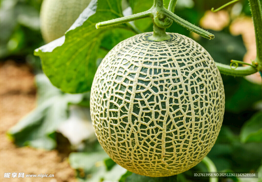 悬挂的网纹瓜