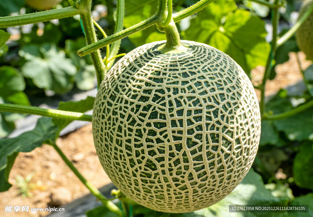 网纹甜瓜挂藤特写