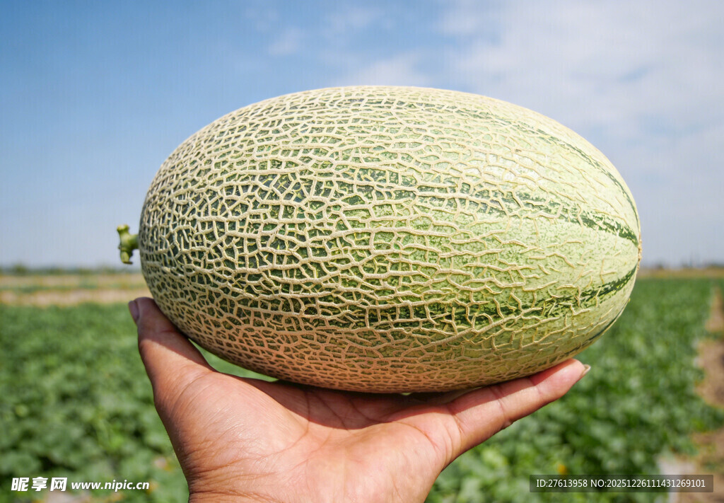 手捧田间哈密瓜