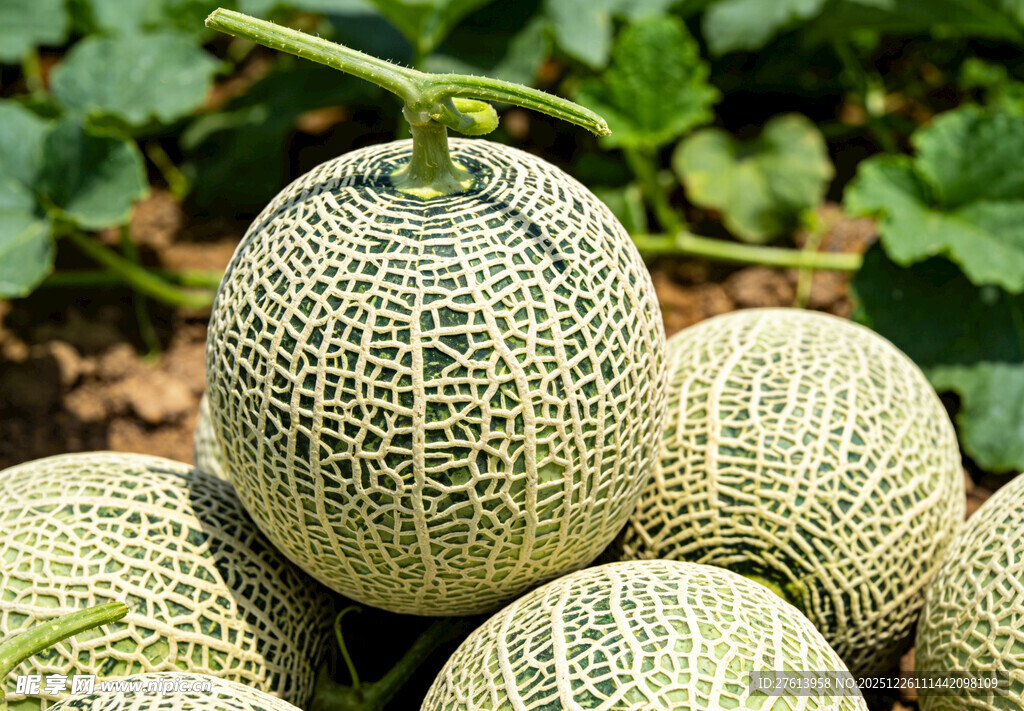 网纹瓜堆叠