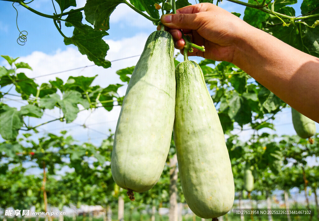 手摘羊角瓜