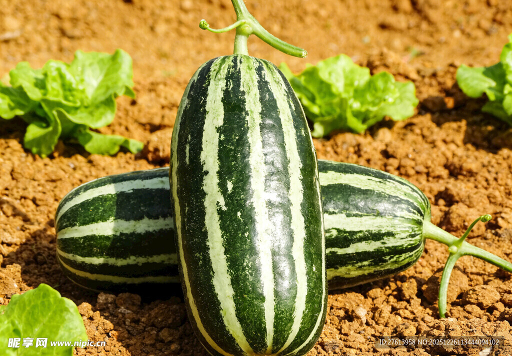 田间的羊角蜜甜瓜