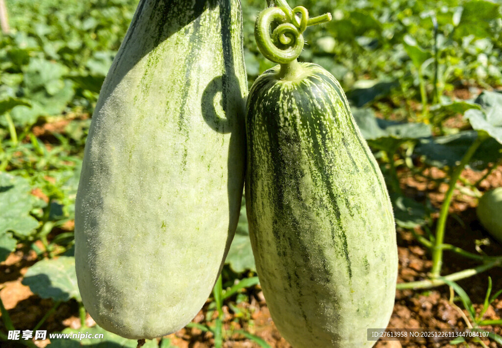 田间悬挂的羊角蜜甜瓜