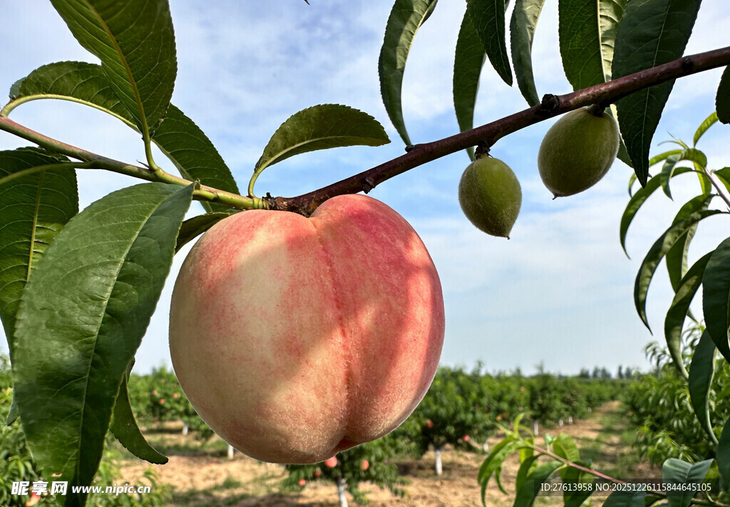 枝头粉嫩鲜桃