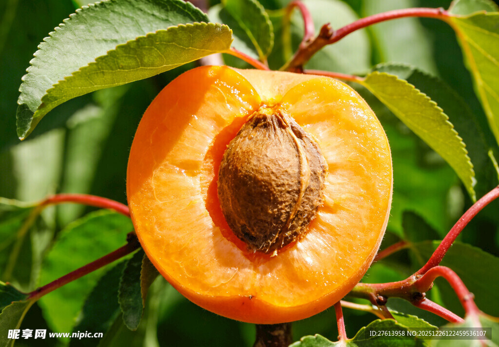 成熟黄杏挂于绿叶间
