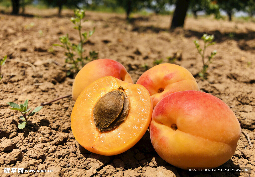 地上的成熟杏子