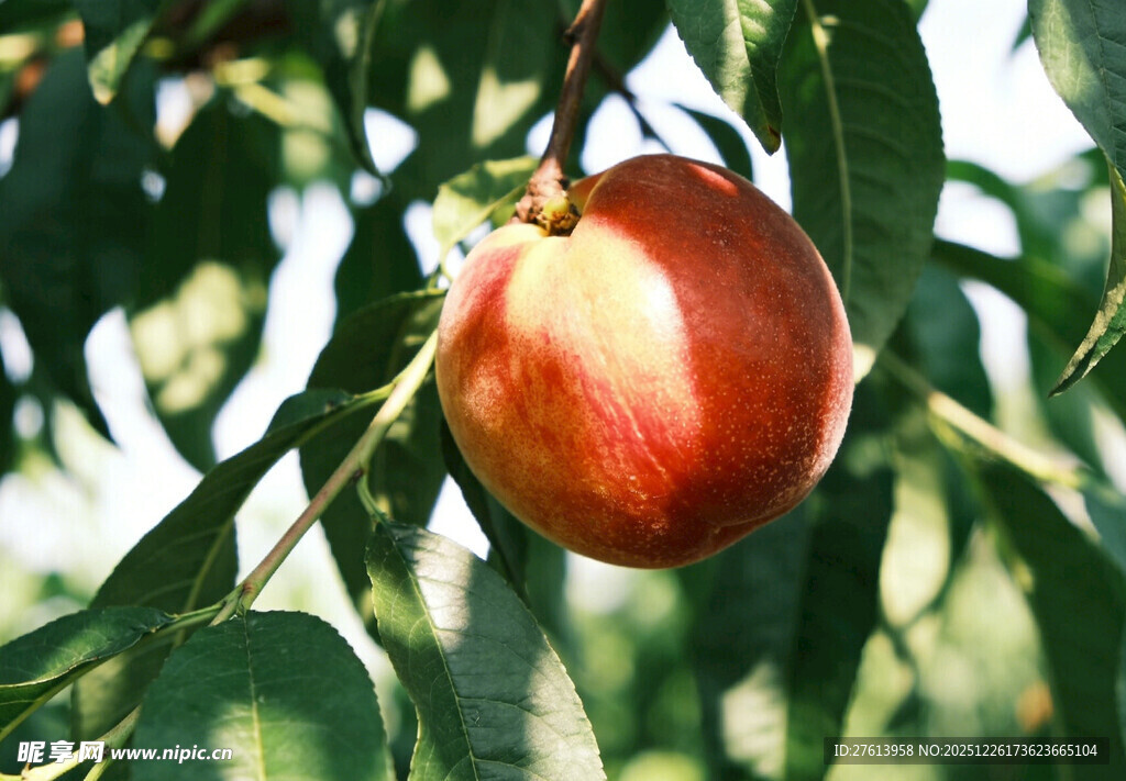 树上的桃子