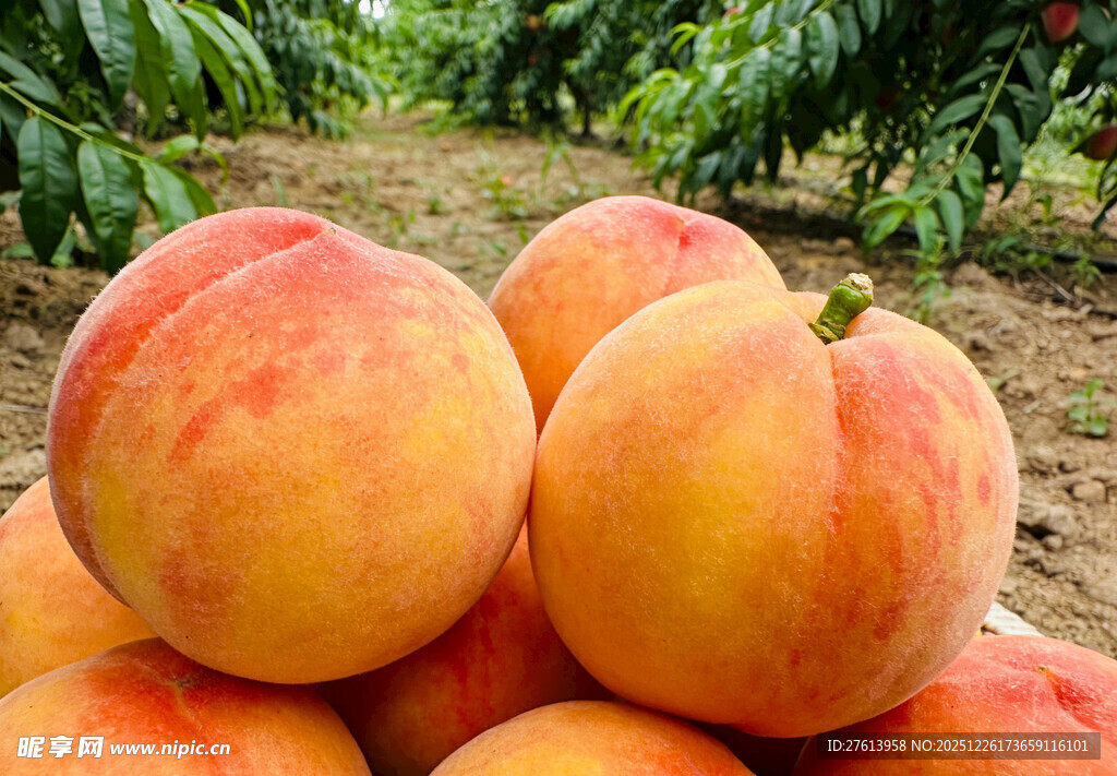 成熟的桃子
